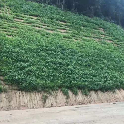 山东省国土空间生态修复中心临沂金矿高陡矿坡修复现场实拍