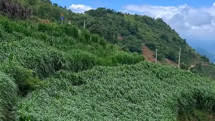 荒坡生态牧草种子 干旱贫瘠荒坡种植实景