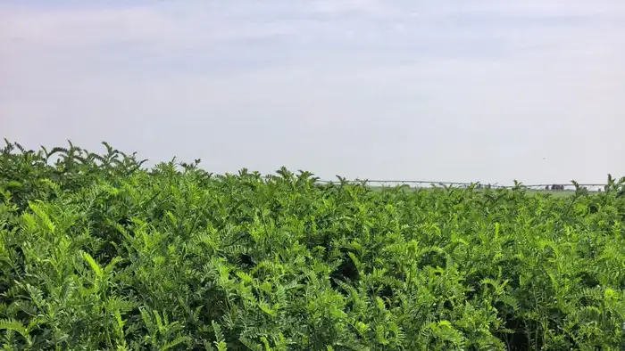 盐碱地修复专用种 滨海/内陆盐碱地生态改良实景