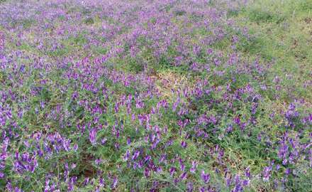 光叶紫花苕