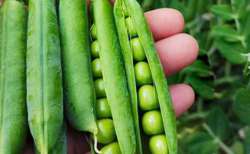 豌豆种子