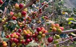 进口咖啡种子