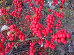 红果冬青种子