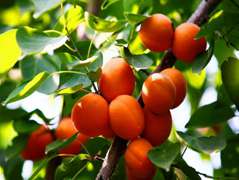 杏树种子