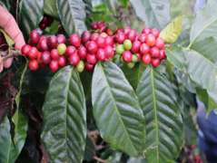进口咖啡种子