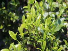 茶树种子