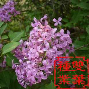 紫丁香种子价格低。
