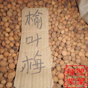 榆叶梅种子价格咨询到双叶榆叶梅种子批发公司