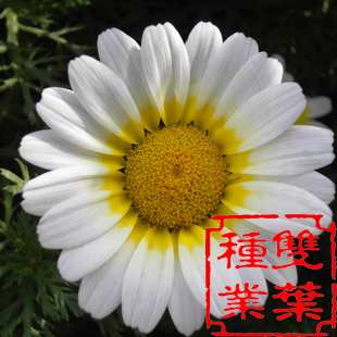 花环菊