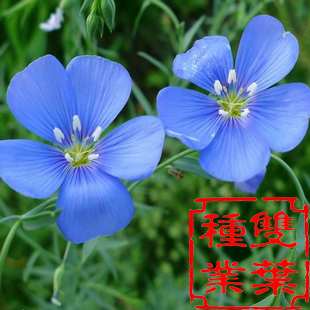 蓝花亚麻开蓝色的花