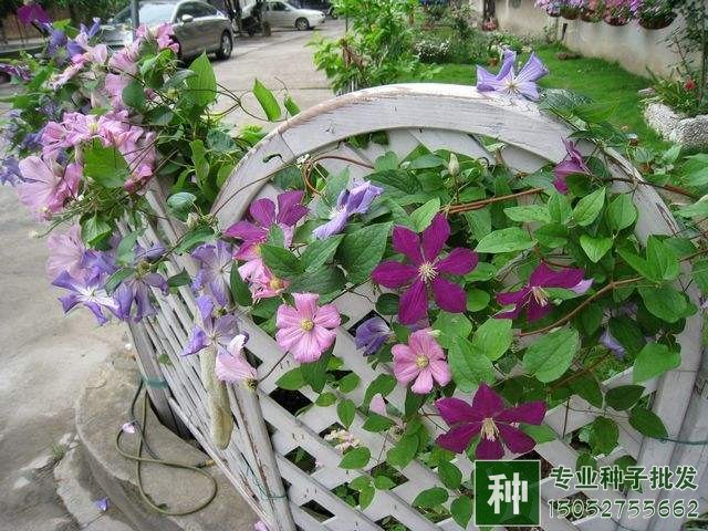 阳台花卉