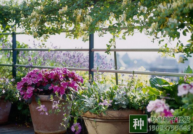 阳台栽培花卉