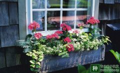 有哪些适合家庭阳台栽培的花卉？