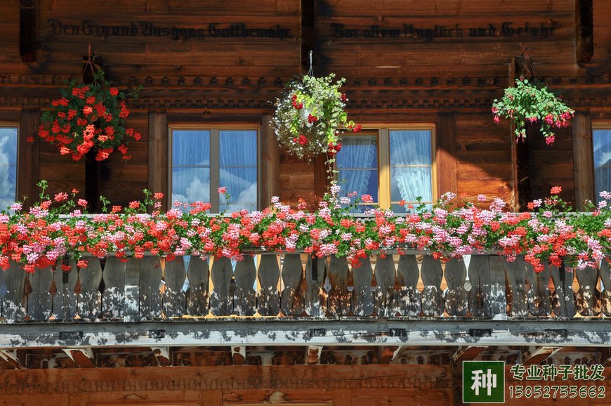 家庭阳台盏栽，安排哪几种盆花为好?