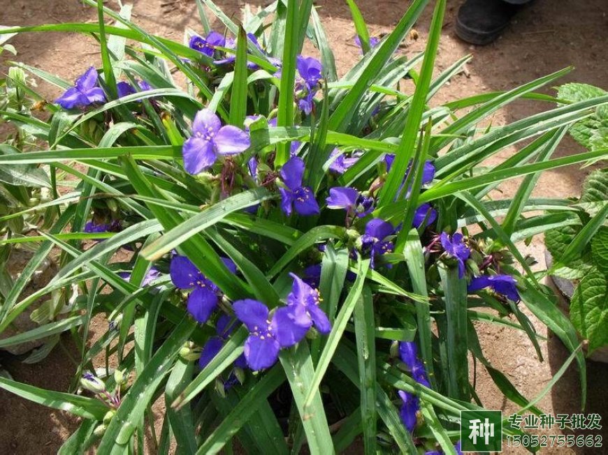 常见的一二年生草花——鸭拓草